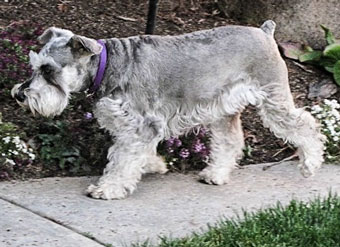 Photo of Rescue Schnauzer Annie