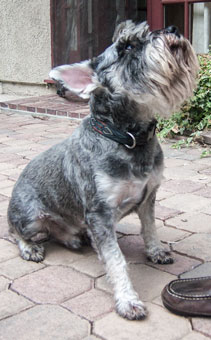Photo of Rescue Schnauzer Archie