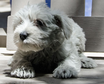 Photo of Rescue Puppy Charlotte