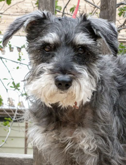 Photo of Rescue Dog Dieter