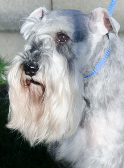 Photo of Rescue Dog Eddie