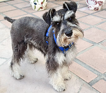 Photo of Rescue SchnauzerChandlere