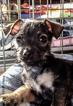 Photo of Kirstie's male puppy, Flea