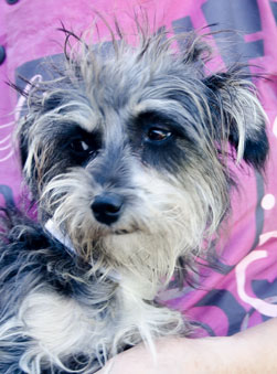 Photo of Rescue Dog George