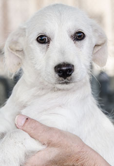 Photo of Rescue Puppy Gilligan