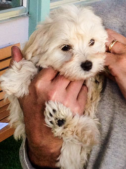 Photo of Rescue Schnauzer Harper