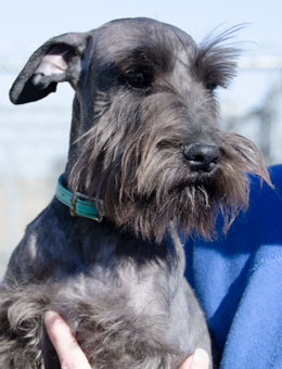 Photo of Rescue Dog Harriet