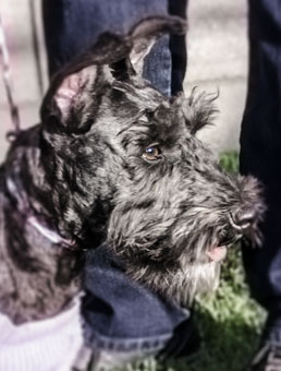 Photo of Rescue Schnauzer Henry