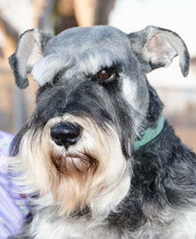 Photo of Rescue Dog Jesse