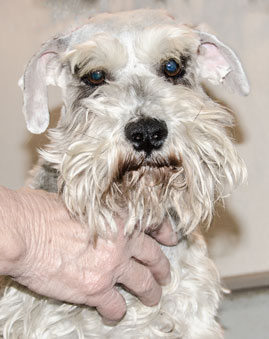 Photo of Rescue Dog Blue Moon