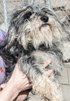 Photo of Rescue Dog Kermit