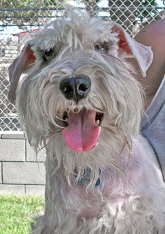 Photo of Rescue Dog Kobie