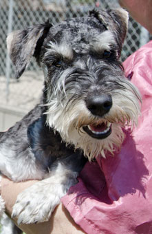 black schnauzer