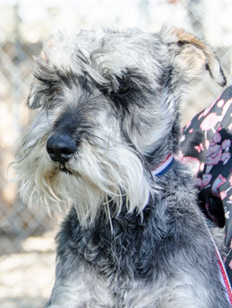 Photo of Rescue Dog Lance