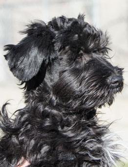 Photo of Puppy Liesl