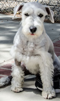 Photo of Rescue Schnauzer Ludwig