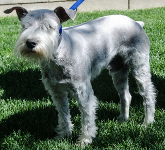 Photo of Rescue Schnauzer Milo