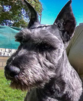 Photo of Rescue Dog Pepper