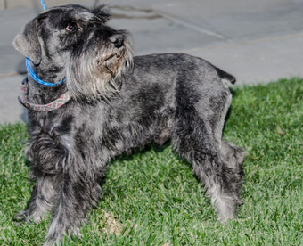 Photo of Rescue Schnauzer Gibbs