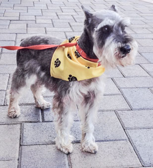 Photo of Rescue Schnauzer Hogan