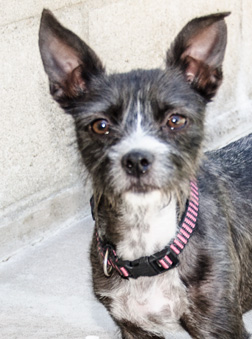 Photo of Rescue Terrier Oregano