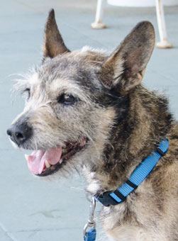 Photo of Rescue Terrier Rachel