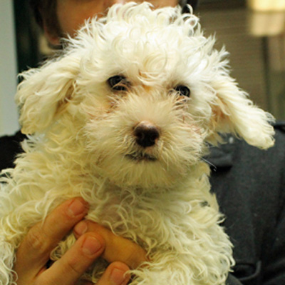Photo of Rescue Schnauzer Mix Puppy Rick