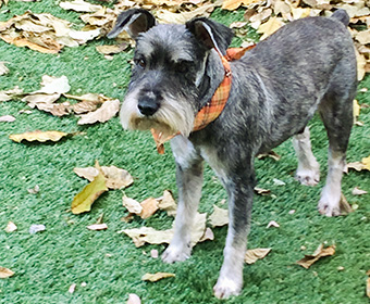Photo of Rescue Schnauzer Doodle