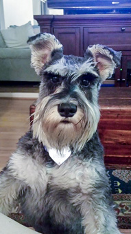 Photo of Rescue Schnauzers Alex and Alice