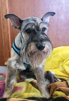 Photo of Rescie Standard Schnauzer Bowser