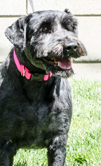 Photo of Rescue Standard Schnauzer Lala