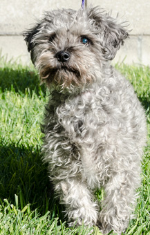 Photo of Rescue Schnauzer Lhasa Mix Simon