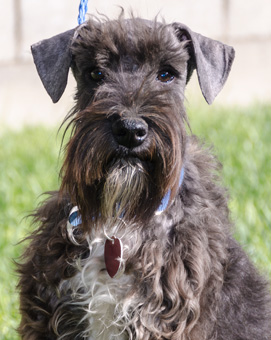 Photo of Rescue Schnauzer Puppy Texas