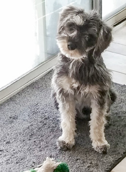 Photo of Rescue Schnauzer Winston