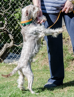 Photo of Rescue Schnoodle Alvin