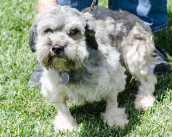Photo of Rescue Lhasa Mix Archie