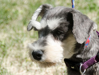 Photo of Rescue Schnauzer Bebe