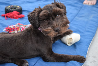 Photo of Rescue Schnauzer Mix Maddie