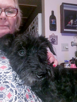 Photo of Rescue Schnauzer Killian