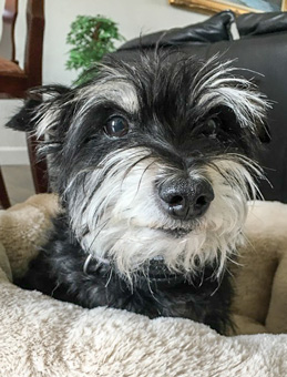 Photo of Rescue Schnauzer Poodle Mix Lacy