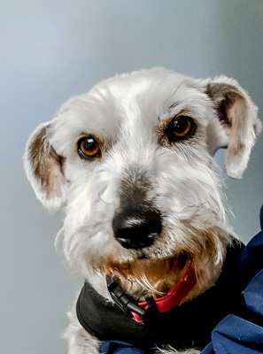 Photo of Rescue Schnauzer Lilly