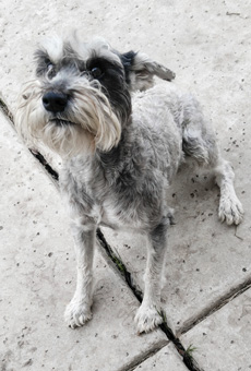 Photo of Rescue Schnauzer Robben