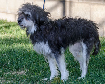 Photo of Rescue Schnauzer Shin