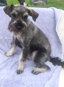 Photo of Rescue Schnauzer Puppy Keiko