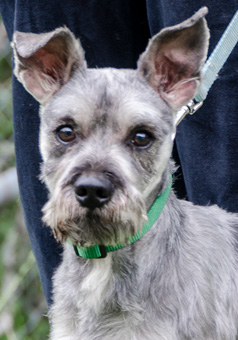 Photo of Rescue Miniature Schnauzer Harry