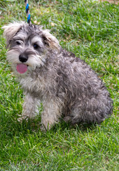 Photo of Rescue Miniature Schnauzer Puppy Bo