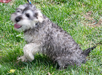 Photo of Rescue Miniature Schnauzer Puppy Bo