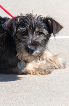 Photo of Rescue Miniature Schnauzer mix puppy Donna