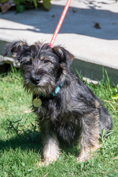 Photo of Rescue Miniature Schnauzer mix puppy Donna
