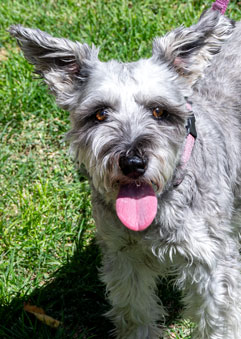 Photo of Rescue Miniature Schnauzer Estehr